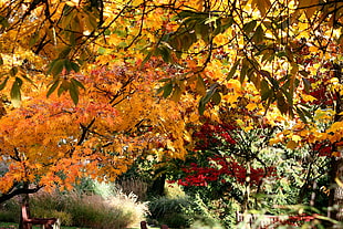 yellow, red, and green leaf trees during autumn season