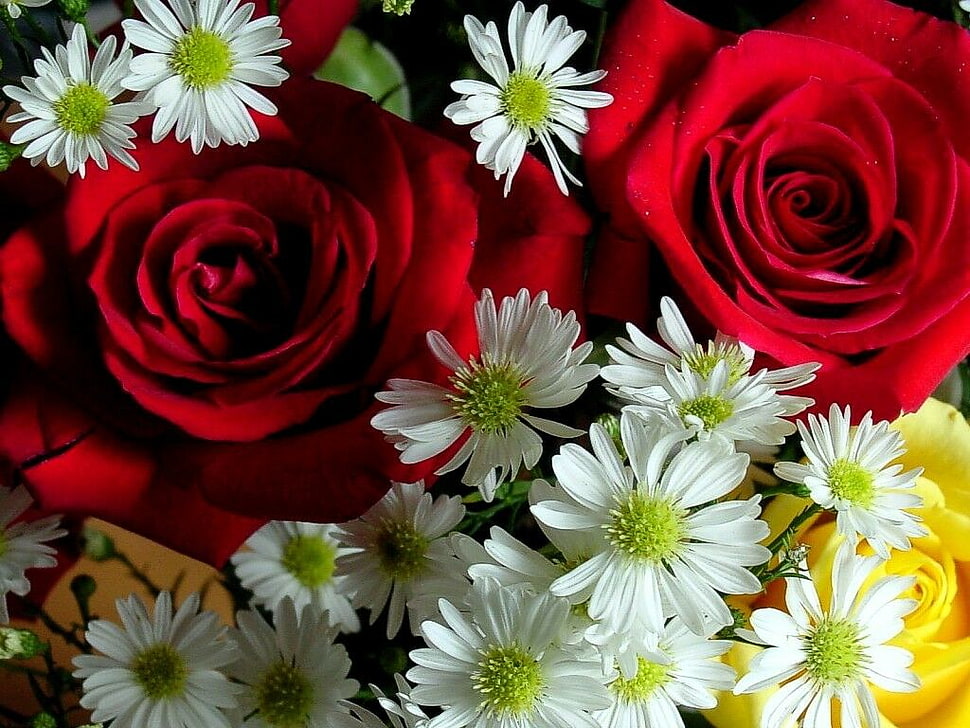 white-green-and-red flowers HD wallpaper