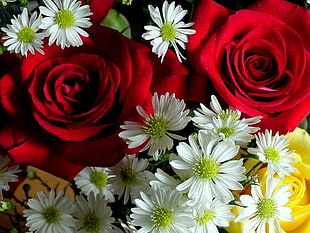 white-green-and-red flowers