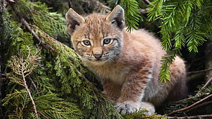 orange tabby cat