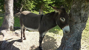 black and white donkey near tree