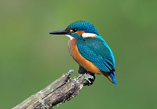 river kingfisher perched on brown tree branch HD wallpaper