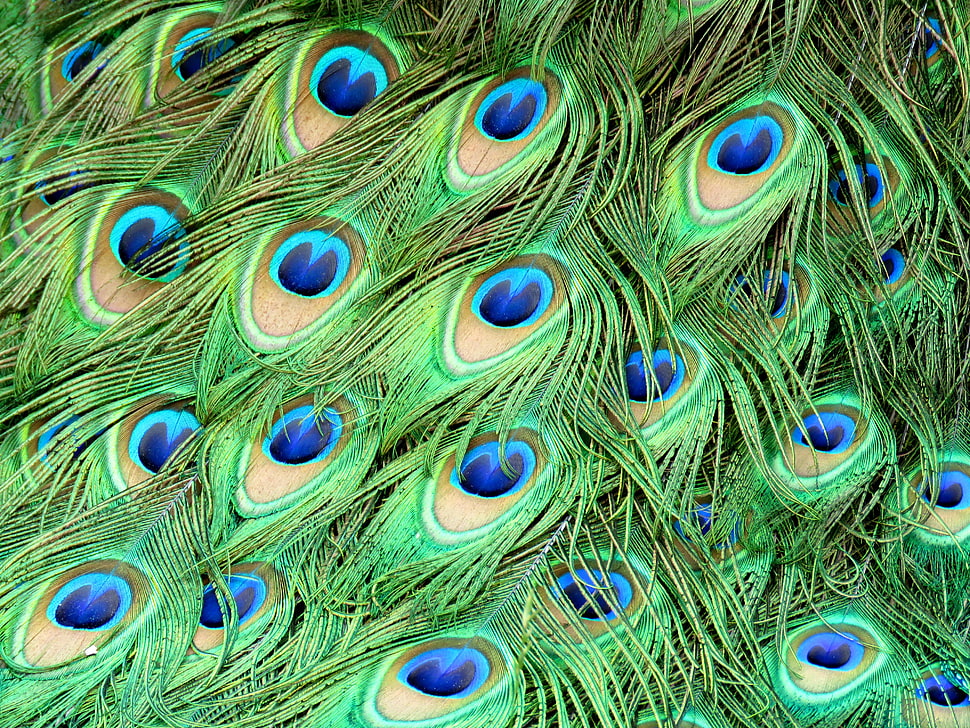 Peacock feather in closeup photo HD wallpaper
