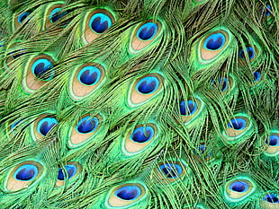 Peacock feather in closeup photo