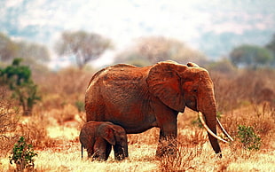 brown Elephant with baby on brown grass