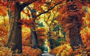 orange and red leaf trees, nature, landscape, forest, road