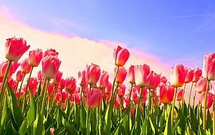 pink-and-white tulips field HD wallpaper
