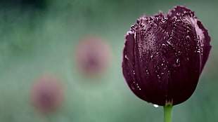 purple Tulip selective-focus photography