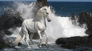 white horse on top of body of water near stones and water splash