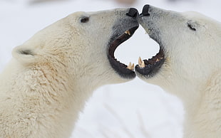 two Polar bears kissing