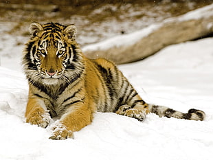 tiger laying on snow during daytime