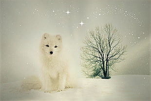 white fox at the snowy mountain HD wallpaper