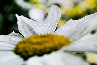 white daisy flower HD wallpaper
