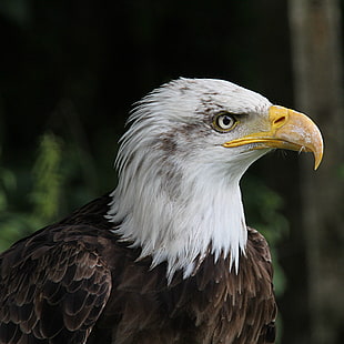 bald eagle HD wallpaper