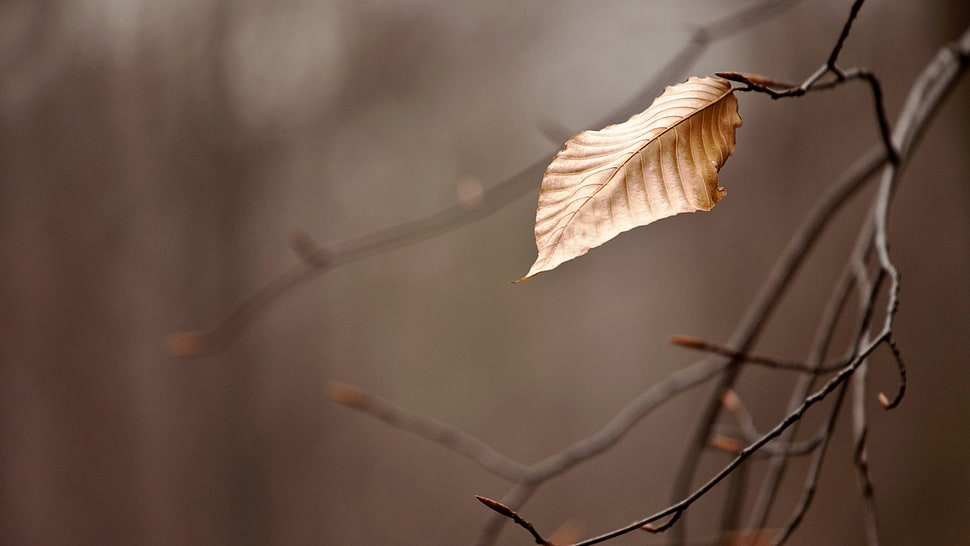 dried leaf, nature, leaves, branch, depth of field HD wallpaper