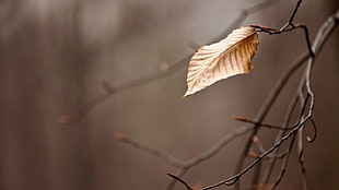 dried leaf, nature, leaves, branch, depth of field
