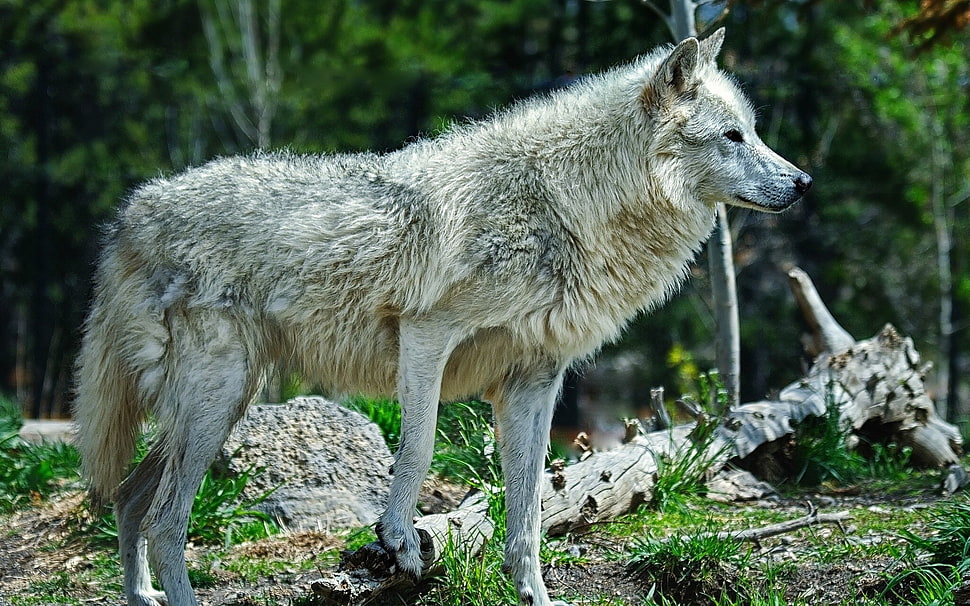 gray and white wolf HD wallpaper