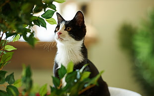 tuxedo cat, cat, animals HD wallpaper