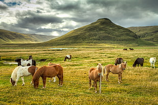 group of horses on grass field near a mountain