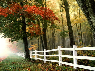 trees with white wooden fence under foggy weather