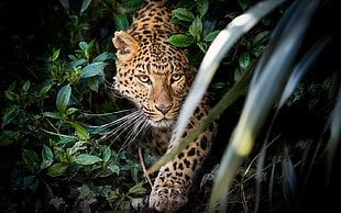 leopard, animals, leaves, leopard (animal)