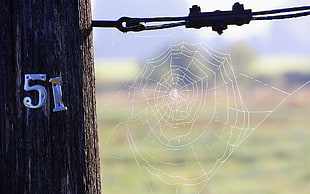 white Spider web at daytime