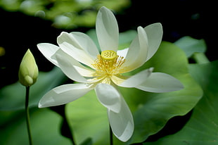white petaled flower, lotus blossom HD wallpaper