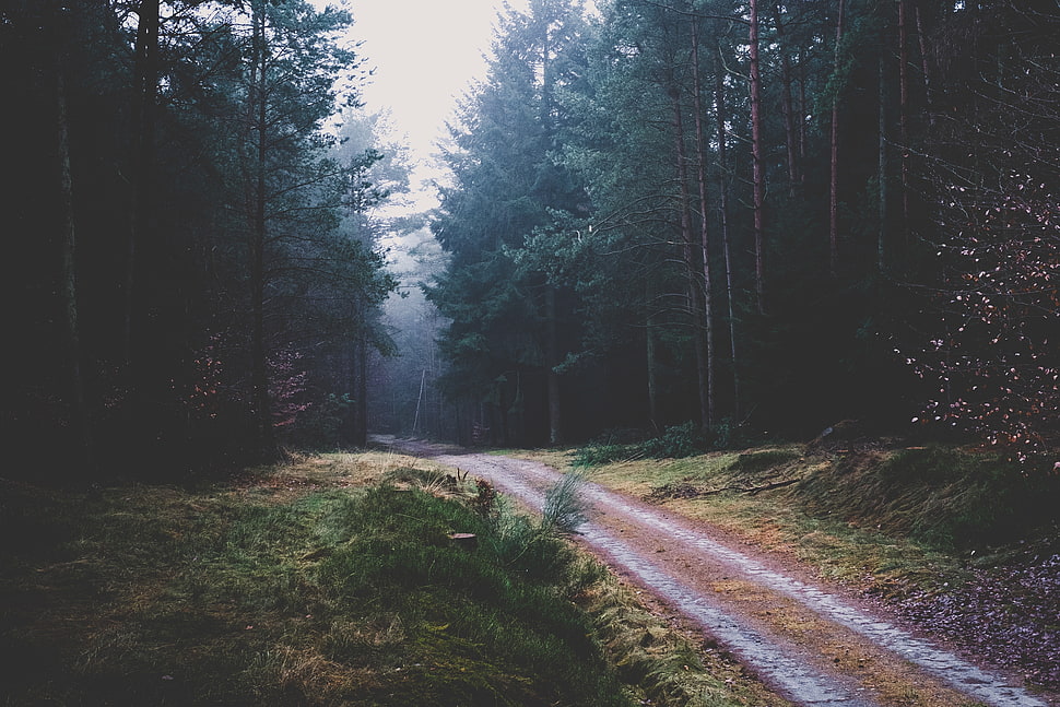 gray sky over road beside trees HD wallpaper