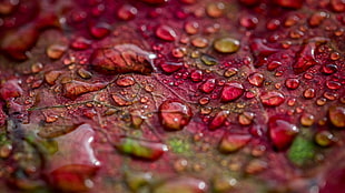 red leaf, nature, water drops, closeup, depth of field