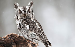 gray and white owl