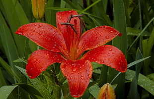 closeup photo of red flower HD wallpaper