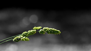 green leafed plant, macro, simple background, minimalism, grass