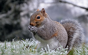 squirrel covered with snow on green grass, squirrel, animals
