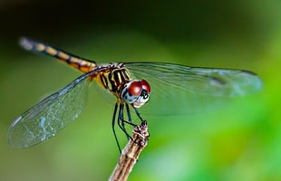 macro photography of dragonfly HD wallpaper