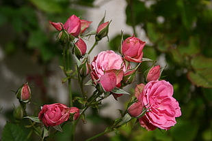 selective focus photography of pink Rose flowers