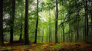green forest, nature, trees, leaves, forest