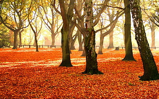 bare maple trees with dried leaves on the ground