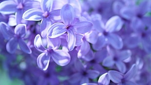 purple and white petaled flower, lavender, flowers, purple
