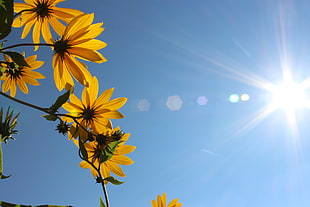 sun rays shining on yellow petaled flowers