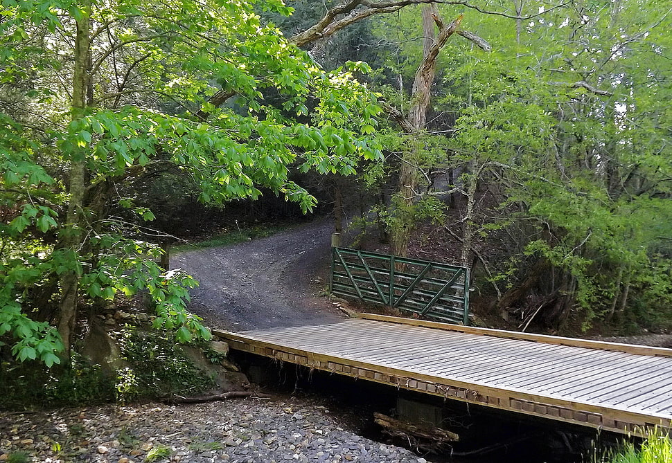 wooden bridge surrounded by trees HD wallpaper