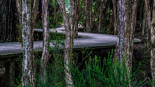 brown wooden bridge in forest HD wallpaper