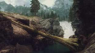 forest tree near fall wallpaper, The Elder Scrolls V: Skyrim, video games