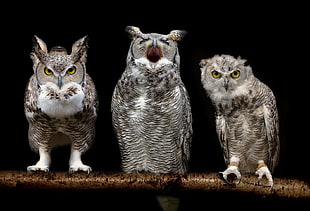 three gray owls, birds, owl