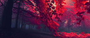 red leafed trees, ultra-wide, photography, nature