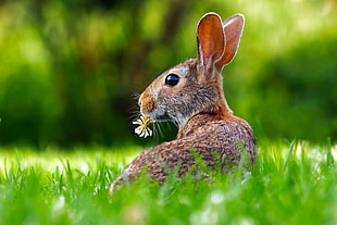 brown hare HD wallpaper