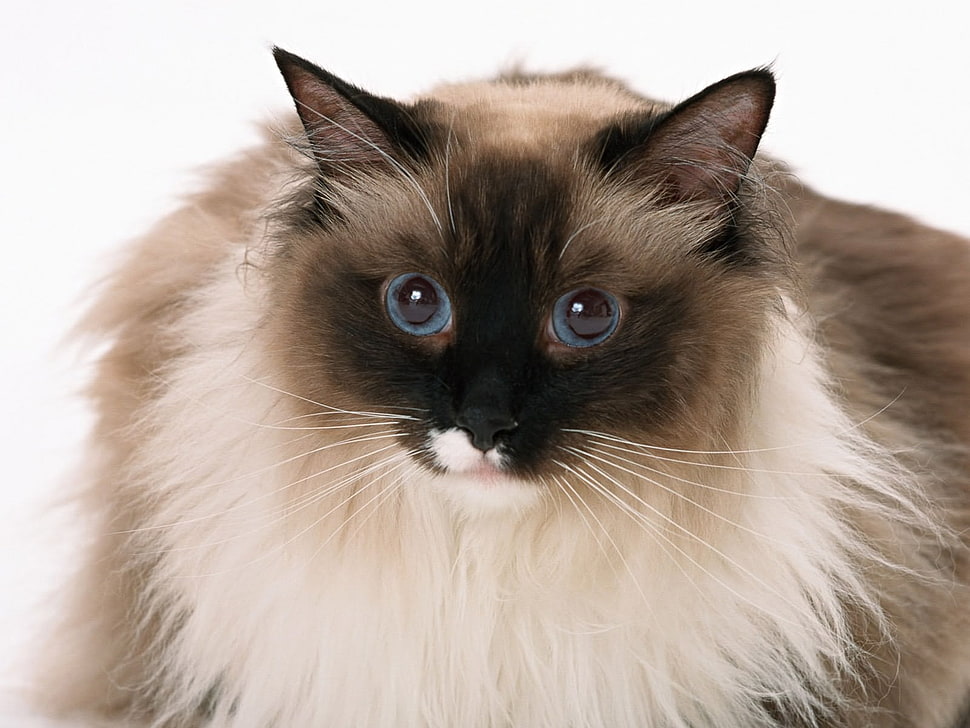 white and brown cat HD wallpaper
