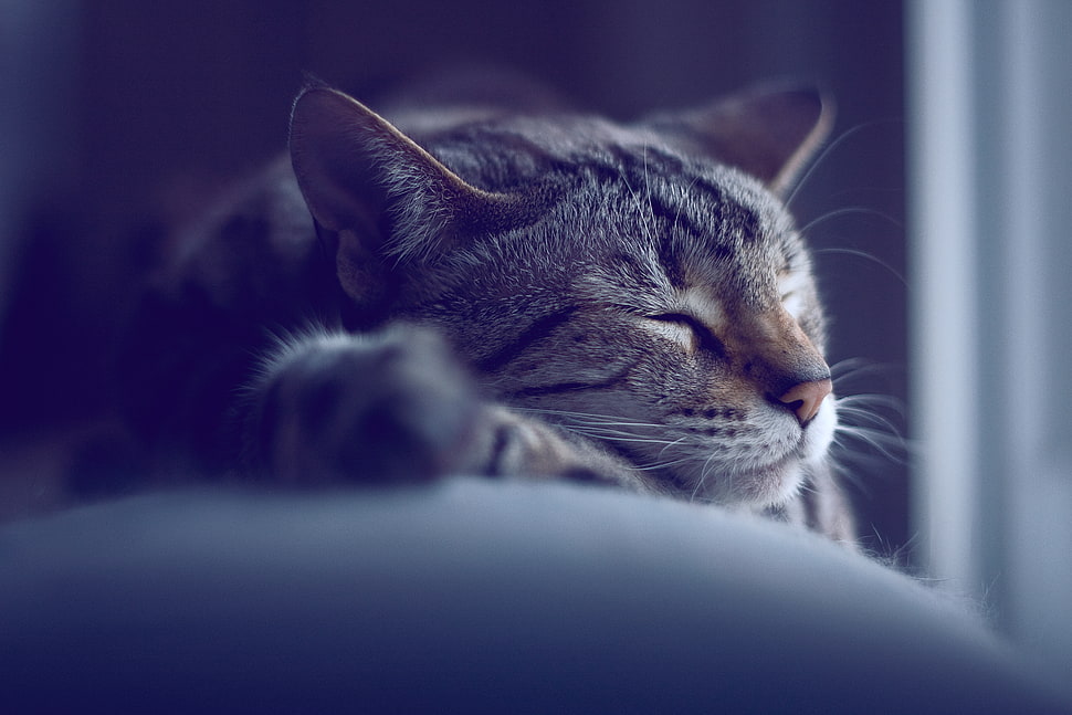 shallow focus of brown tabby catr HD wallpaper