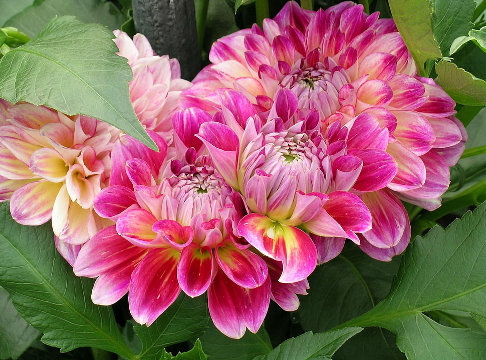 pink-and-yellow Dahlia flowers in closeup photo HD wallpaper