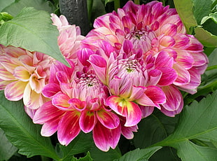 pink-and-yellow Dahlia flowers in closeup photo