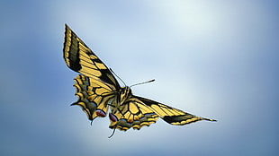 black and yellow Butterfly on blue background